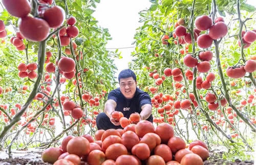 吉林省夏县：西红柿走俏市场富农家